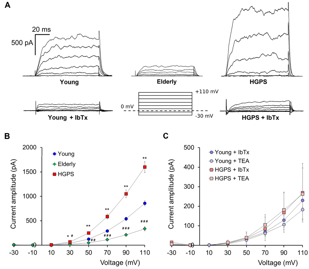 Outward currents patch-clamp recorded in whole-cell configuration. (A) Representative examples of current traces recorded in hDF obtained from a young donor, an elderly, and a patient affected by HGPS. Current traces recorded after 100 nM IbTx application and a graphical representation of the pulse protocol (holding potential at 0 mV) are also shown. (B) Average ± SEM of current-voltage relationships (I–V) recorded in hDF obtained from healthy donors (Young, n=83; Elderly, n=16) and patients affected by HGPS (n=80). (C) Average ± SEM of current-voltage relationships (I–V) recorded in hDF obtained from young donors and patients affected by HGPS treated by 100 nM IbTx (n=6) and 10 mM TEA (n=4). Young vs. HGPS: *p