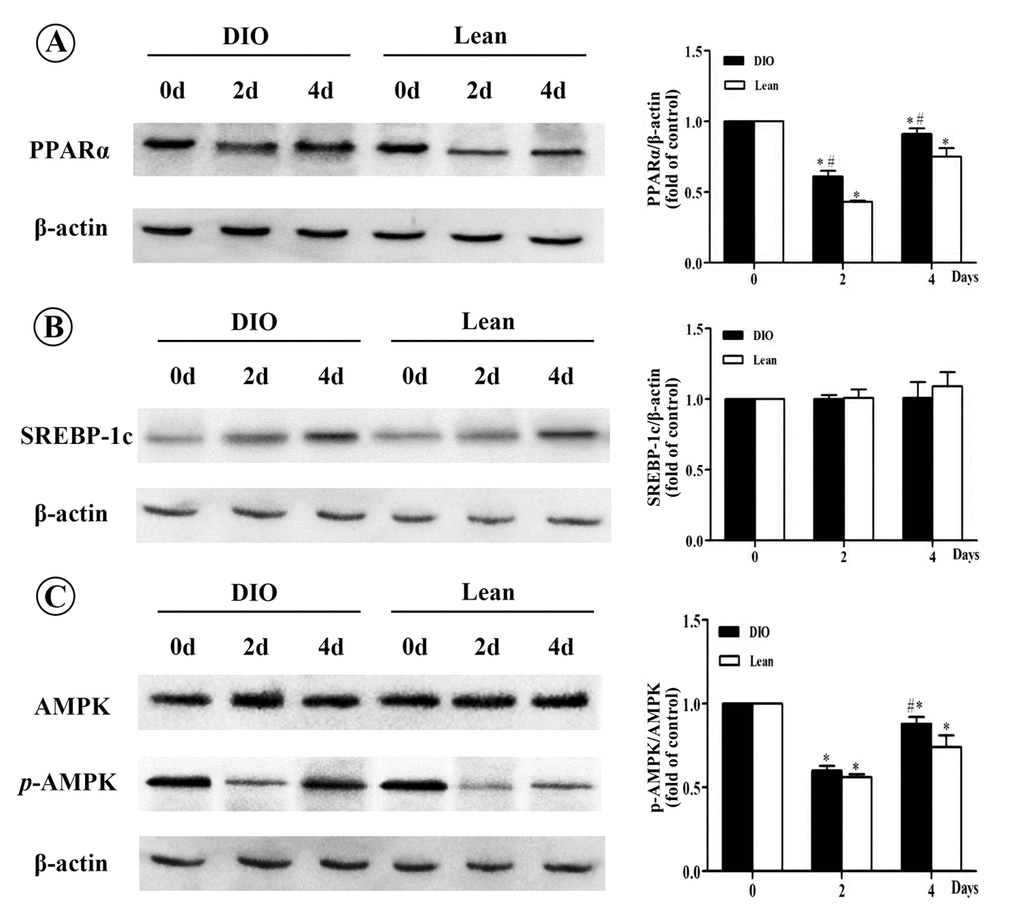 Effect of E. coli infection on the protein levels of PPARα, SREBP-1c and p-AMPK/AMPK in liver of the lean and DIO mice by Western blotting. (A) PPARα, (B) SREBP-1c, (C) p-AMPK/AMPK. Values are displayed as mean ± SD (n=6). “*”p