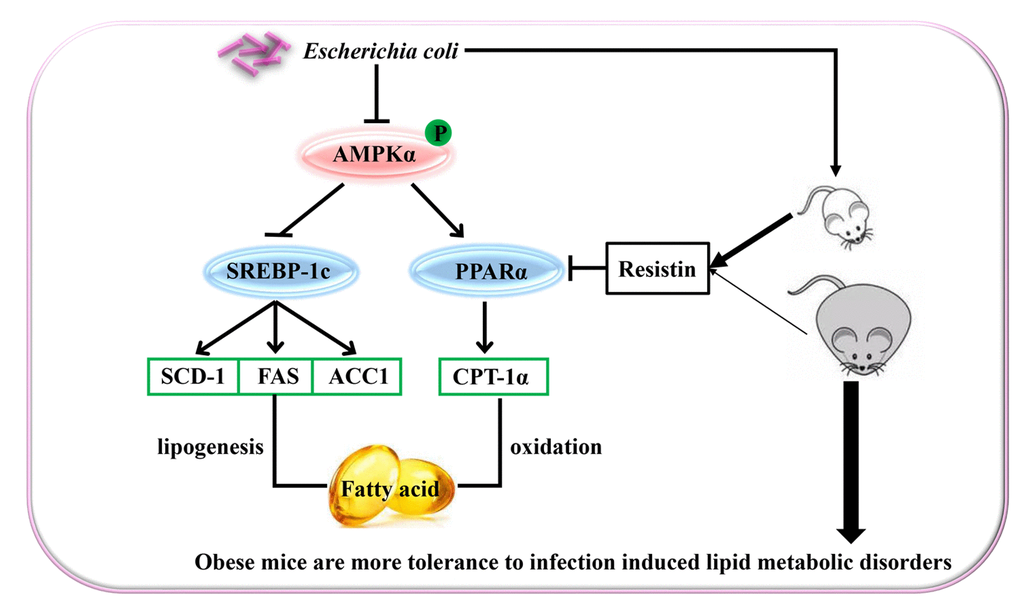 Schematic representation of Escherichia Coli induced hepatic triglyceride metabolism disorder in the lean and diet-induced obese mice through AMPKα pathway.