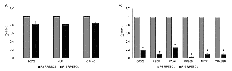 mRNA expression levels of stemness and RPE-specific genes in senescent and young RPESCs. (A) qRT-PCR analysis of the expression levels of stemness genes in senescent (P16) and young (P3) RPESCs. (B) qRT-PCR analysis of the mRNA levels of RPE-specific genes in senescent and young RPESCs. Data are mean ± SD of 3 independent experiments. *P = from 0.026 to 0.036.