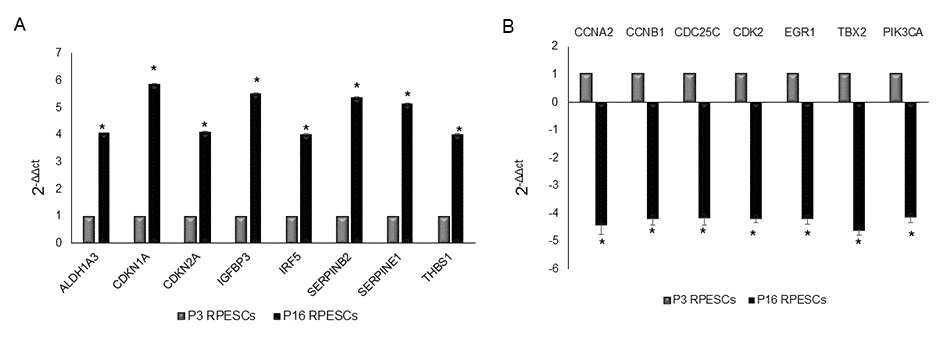Senescence-associated gene expression profile in senescent and young RPESCs. PCR array performed to analyze the mRNA expression levels of senescence-associated genes in 3 senescent (P16) and 3 young (P3) RPESCs. Data are reported as fold change. A 4-fold difference was considered significant and only mRNAs with a ΔΔCt greater than 4 (A) or lower than -4 (B) are reported. *P = from 0.018 to 0.046.