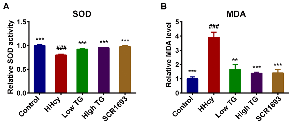 TG attenuated Hcy-induced oxidative stress. (A) Relative SOD activity and (B) relative level of MDA in serum. Compared with control group, HHcy rats showed decreased activity of SOD and increased level of MDA. Both treatment high and low with TG markedly increased SOD activity and decreased MDA level. The data were expressed as mean ± SEM. Data were from 3 different animals in each group (n = 3). ### P 