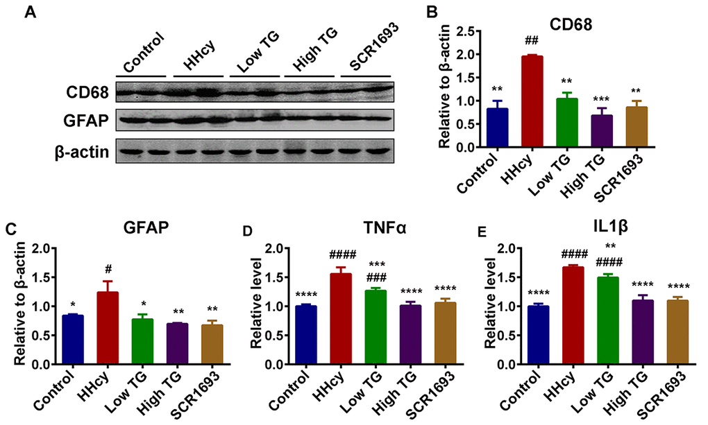 TG downregulated neuroinflammation induced by Hcy injection in rats. (A-C) Western blots and quantitative analysis of inflammatory markers CD68 and GFAP (n = 6). TG treatment decreased the Hcy-upregulated level of these markers back to control level. (D and E) ELISA results revealed an increased level of inflammatory mediators TNFα and IL1β following Hcy injection and a decrease upon TG supplementation (n = 3). The data were expressed as mean ± SEM. # P 