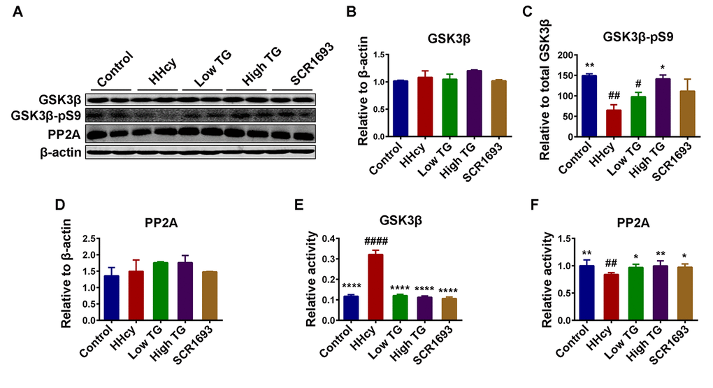 TG decreased the phosphorylation level of tau by modulated tau related phosphatase and kinases. (A-D) Western blotting and quantitative analysis of total glucose synthase kinase 3β (GSK3β), phosphorylated GSK3β at Ser9 (GSK3β-pS9) and total protein phosphatase 2A (PP2A) (n = 6). No significant difference in the total level of either GSK3β or PP2A among all groups, but the GSK3β-pS9 was significantly high in HHcy and was reduced following TG supplementation. GSK3β (E) and PP2A (F) activity tests (n = 3) revealed an increased GSK3β and a decreased PP2A activity after Hcy which were reversed by both low and high TG treatments. The data were expressed as mean ± SEM. # P 