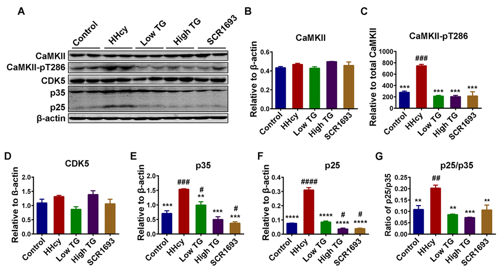 TG decreased tau hyperphosphorylation by decreasing the activity of tau related Ca2+-dependent kinases CDK5 and CaMKII. (A) Western blots of total Ca2+/calmodulin-dependent protein kinase II (CaMKII), phosphorylated CaMKII at Thr286 (CaMKII-pT286), total cyclin dependent kinase 5 (CDK5) and CDK5 activators (p35 and p25) in the hippocampal lysates. (B-F) Quantitative analysis of the blots, total CaMKII, CDK5, p35 and p25 were normalized to β-actin while CaMKII-pT286 was normalized to total CaMKII. (G) The ratio of p25/p35. Total protein levels of CaMKII and CDK5 were comparable among all groups, however their activities, as measured by increased CaMKII-pT286 for CaMKII and increase in both activators (p25 & p35) and ratio of p25/p35 for CDK5, were high in HHcy group and decrease to control level by TG treatment. The data were expressed as mean ± SEM (n = 6). # P 