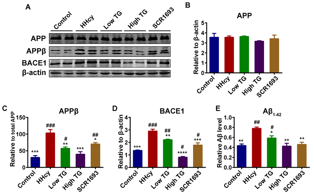 Supplementation with TG attenuated Hcy-induced Aβ pathology. (A) Levels of total amyloid precursor protein (APP), the β APP cleaving enzyme 1 (BACE1) cleaved APP [APPβ] and the total BACE1 were estimated by western blot (n = 6). (B-D) Quantification of the western blot results with APP and BACE1 normalized to β-actin and APPβ normalized to total APP. Total APP level remained unchanged, however the APPβ and BACE1 were high in the HHcy group while they were similar to control in the TG treatments groups. (E) ELISA assay for Aβ1-42 (n = 3) with significantly low levels of Aβ1-42 in the control, positive control and TG groups compared to level found in the HHcy group. The data were expressed as mean ± SEM. # P 