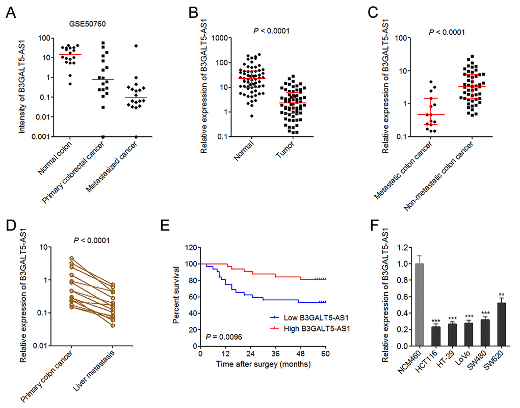 The expression pattern of B3GALT5-AS1 in colon cancer and its association with prognosis. (A) The expression intensity of B3GALT5-AS1 in 18 pairs of normal colonic epithelium, primary colorectal cancers, and metastasized cancers in liver from GSE50760. (B) The expression of B3GALT5-AS1 in 64 pairs of primary colon cancer tissues and adjacent colonic epithelium tissues was detected using qRT-PCR. P C) The expression of B3GALT5-AS1 in 15 colon cancer tissues with metastasis and 49 colon cancer tissues without metastasis. P D) The expression of B3GALT5-AS1 in 15 pairs of primary colon cancer tissues and corresponding liver metastasis tissues was measured using qRT-PCR. P E) Kaplan-Meier survival analysis of the correlation between B3GALT5-AS1 expression level and overall survival of 64 colon cancer patients. The median expression level of B3GALT5-AS1 was used as cut-off. P = 0.0096, Log-rank test. (F) The expression of B3GALT5-AS1 in normal colonic epithelial cell line NCM460 and colon cancer cell lines HCT116, HT-29, LoVo, SW480 and SW620 was measured using qRT-PCR. Results are displayed as mean ± s.d. of three independent experiments. **P P t-test.