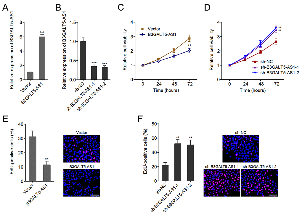 B3GALT5-AS1 suppressed colon cancer cell proliferation. (A) The expression of B3GALT5-AS1 in B3GALT5-AS1 stably overexpressed and control HCT116 cells was detected using qRT-PCR. (B) The expression of B3GALT5-AS1 in B3GALT5-AS1 stably depleted and control SW620 cells was detected using qRT-PCR. (C) Cell viability of B3GALT5-AS1 stably overexpressed and control HCT116 cells was detected using Glo cell viability assay. (D) Cell viability of B3GALT5-AS1 stably depleted and control SW620 cells was detected using Glo cell viability assay. (E) Cell proliferation of B3GALT5-AS1 stably overexpressed and control HCT116 cells was detected using EdU incorporation assay. The red color indicts EdU-positive cells. Scale bars = 100 μm. (F) Cell proliferation of B3GALT5-AS1 stably depleted and control SW620 cells was detected using EdU incorporation assay. The red color indicts EdU-positive cells. Scale bars = 100 μm. Results are displayed as mean ± s.d. of three independent experiments. **P P t-test.