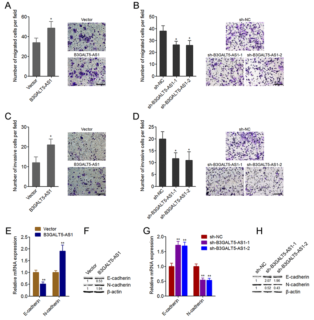 B3GALT5-AS1 promoted migration, invasion, and EMT of colon cancer cells. (A) Cell migration of B3GALT5-AS1 stably overexpressed and control HCT116 cells was detected using transwell migration assay. Scale bars = 100 μm. (B) Cell migration of B3GALT5-AS1 stably depleted and control SW620 cells was detected using transwell migration assay. Scale bars = 100 μm. (C) Cell invasion of B3GALT5-AS1 stably overexpressed and control HCT116 cells was detected using transwell invasion assay. Scale bars = 100 μm. (D) Cell invasion of B3GALT5-AS1 stably depleted and control SW620 cells was detected using transwell invasion assay. Scale bars = 100 μm. (E) E-cadherin and N-cadherin mRNA levels in B3GALT5-AS1 stably overexpressed and control HCT116 cells were detected using qRT-PCR. (F) E-cadherin and N-cadherin protein levels in B3GALT5-AS1 stably overexpressed and control HCT116 cells were detected using western blot. (G) E-cadherin and N-cadherin mRNA levels in B3GALT5-AS1 stably depleted and control SW620 cells were detected using qRT-PCR. (H) E-cadherin and N-cadherin protein levels in B3GALT5-AS1 stably depleted and control SW620 cells were detected using western blot. Results are displayed as mean ± s.d. of three independent experiments. *P P t-test.