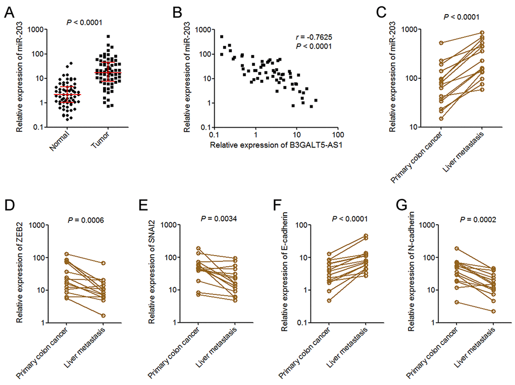 miR-203 expression pattern in colon cancer. (A) miR-203expression in 64 pairs of primary colon cancer tissues and adjacent colonic epithelium tissues was measured by qRT-PCR. P B) The correlation between B3GALT5-AS1 and miR-203 expression level in colon cancer tissues. n = 64, r = -0.7625, P C) The expression of miR-203 in 15 pairs of primary colon cancer tissues and corresponding liver metastasis tissues was measured using qRT-PCR. P D) The expression of ZEB2 in 15 pairs of primary colon cancer tissues and corresponding liver metastasis tissues was measured using qRT-PCR. P = 0.0006, Wilcoxon signed-rank test. (E) The expression of SNAI2 in 15 pairs of primary colon cancer tissues and corresponding liver metastasis tissues was measured using qRT-PCR. P = 0.0034, Wilcoxon signed-rank test. (F) The expression of E-cadherin in 15 pairs of primary colon cancer tissues and corresponding liver metastasis tissues was measured using qRT-PCR. P G) The expression of N-cadherin in 15 pairs of primary colon cancer tissues and corresponding liver metastasis tissues was measured using qRT-PCR. P = 0.0002, Wilcoxon signed-rank test.