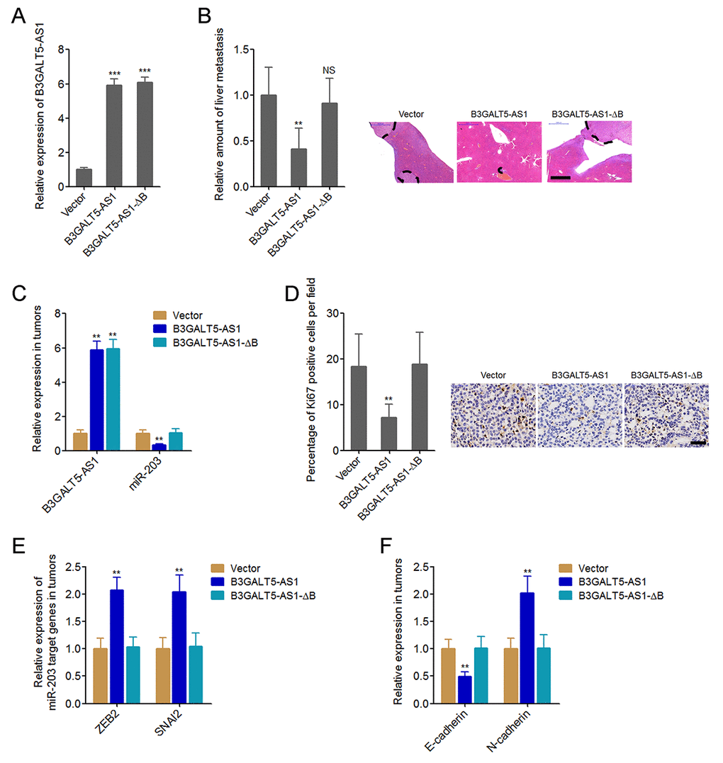 B3GALT5-AS1 inhibited colon cancer liver metastasis. (A) B3GALT5-AS1 expression in different B3GALT5-AS1 stably overexpressed HCT116 cells clones was measured using qRT-PCR. Data are displayed as mean ± s.d. of three independent experiments. ***P t-test. (B) Indicated B3GALT5-AS1 stably overexpressed HCT116 cells were intra-splenic injected to establish liver metastasis. The amount of liver metastatic foci was assessed at the 42th day after intra-splenic injection using HE staining. Scale bars = 1000 μm. (C) The expression of B3GALT5-AS1 and miR-203 in liver metastatic foci formed by these indicated B3GALT5-AS1 stably overexpressed HCT116 cells was detected using qRT-PCR. (D) Immunohistochemical staining of Ki67 in liver metastatic foci formed by these indicated B3GALT5-AS1 stably overexpressed HCT116 cells. Scale bars = 50 μm. (E) The expression of ZEB2 and SNAI2 in liver metastatic foci formed by these indicated B3GALT5-AS1 stably overexpressed HCT116 cells was measured using qRT-PCR. (F) The expression of E-cadherin and N-cadherin in liver metastatic foci formed by these indicated B3GALT5-AS1 stably overexpressed HCT116 cells was detected using qRT-PCR. For B-F, data are displayed as mean ± s.d. of six mice in each group. **P 