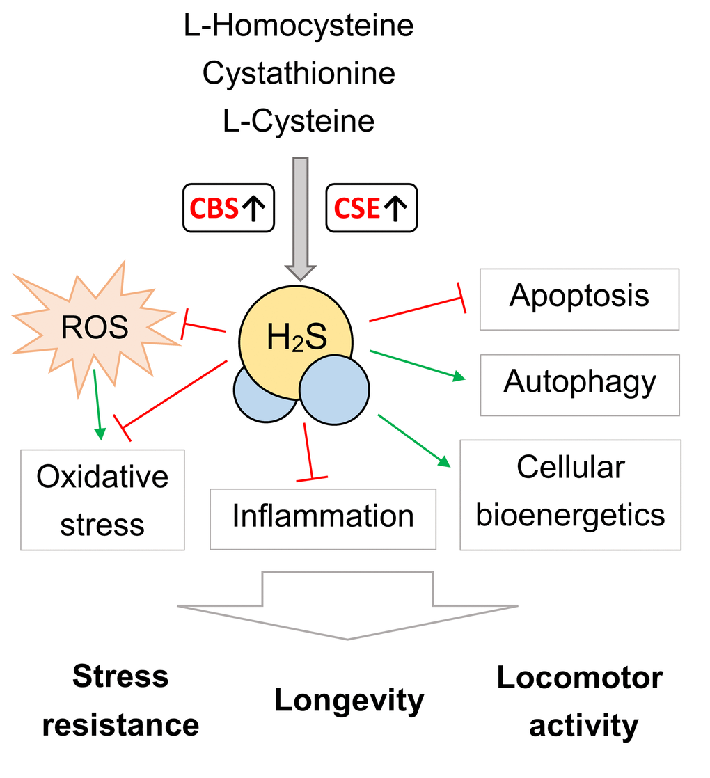 The possible mechanisms of CBS and CSE overexpression on lifespan, stress resistance and locomotor activity. ROS – reactive oxygen species. Please note that this scheme serve as generalized illustration and the mechanisms are dependent on the experimental system and model organism used. For detailed description of these mechanisms see [4–10].
