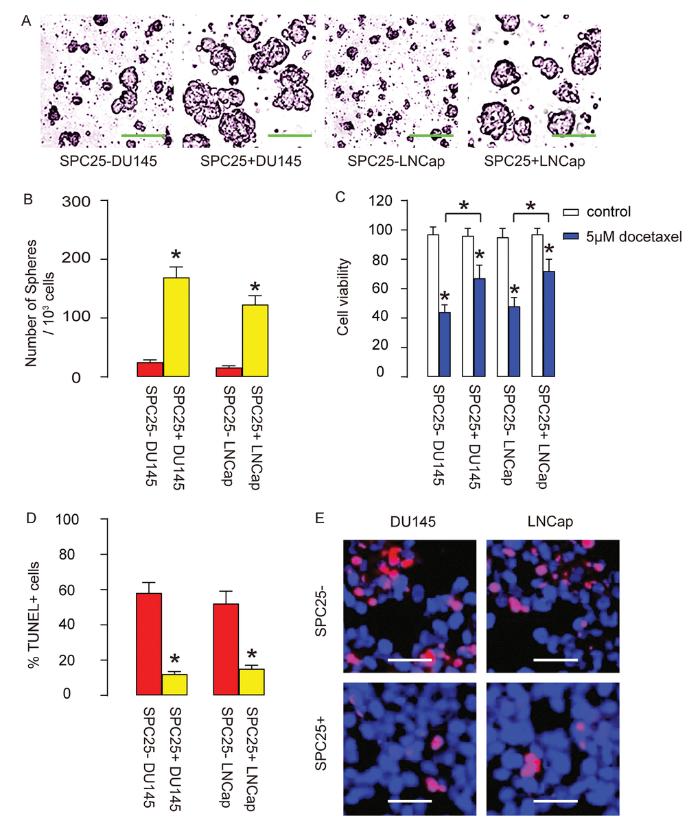 SPC25+ PrC cells are enriched with CSCs. (A-B) The tumor sphere formation by SPC25- and SPC25+ cells from two cell lines, shown by representative images (A) and by quantification (B). (C-E) Docetaxel was applied to SPC25- and SPC25+ cells from both cell lines. (C) Cell viability by CCK-8 assay. (D-E) Cell apoptosis by TUNEL assay, shown by quantification (D), and by representative images (E). *pE were 20 µm.