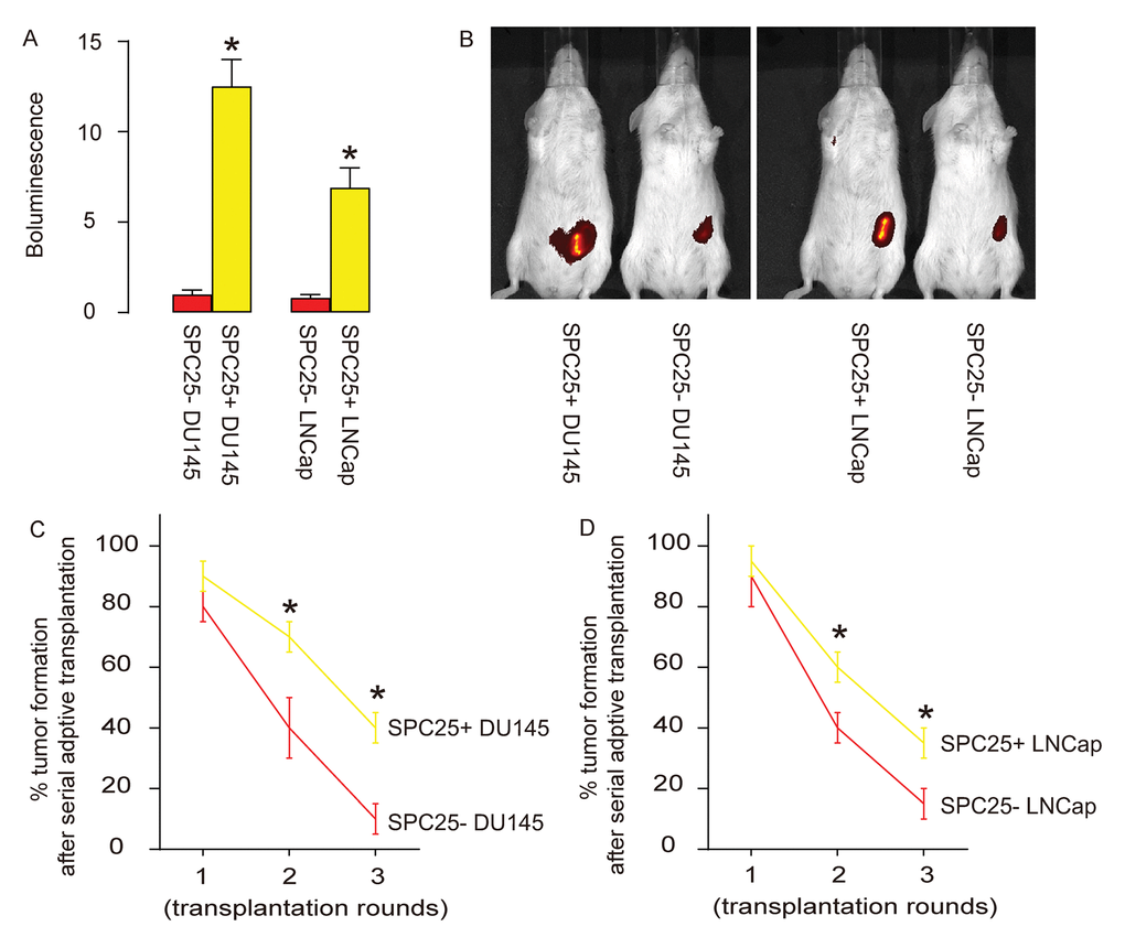 SPC25+ PrC cells present CSC features in vivo. (A-B) Same number of SPC25- or SPC25+ PrC cells from both DU145 and LNCap lines were subcutaneously transplanted into nude mice and assess for the tumor formation by bioluminescence after 8 weeks, shown by representative images (A), and by quantification (B). (C-D) Twenty cells were purified from the tumor developed from implanted SPC25- or SPC25+ cells from DU145 (C) and LNCap (D) lines were subcutaneously transplanted back to new nude mice. A total of 3 rounds of serial adoptive transplantations were performed. The frequency of tumor formation was shown. p