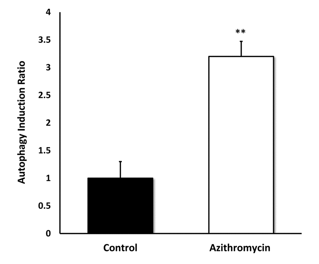 Azithromycin strongly induces autophagy in MRC-5 cells. MRC-5 cells were treated with Azithromycin at 50 µM for 72 hours. Then, autophagy was monitored by detection of autophagic LC3 proteins with the Muse Autophagy LC3-antibody based kit. Azithromycin treatment resulted in more than a 3-fold elevation in autophagy in MRC-5 cells.
