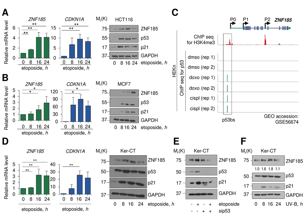 ZNF185 is up-regulated upon DNA damage. (A) qPCR analysis of ZNF185 and CDKN1A mRNA levels in HCT116 after 25 µM etoposide treatment. **PB) qPCR analysis of ZNF185 and CDKN1A mRNA levels in MCF7 after 25 µM etoposide treatment. Western blot shows ZNF185, p53, and p21 levels. *PC) Genomic locus of ZNF185 showing the promoter region with H3K4me3 and p53 ChIP-seq signals after HEKn treatment with either DMSO, doxorubicin, or cisplatin. (D) qPCR analysis of ZNF185 and CDKN1A mRNA levels in Ker-CT after 100 µM etoposide treatment. **P 0.05, n=3 (for ZNF185) and n=2 (for CDKN1A). Western blot shows ZNF185, p53, and p21 levels. (E) Western blot analysis of ZNF185, p53, and p21 levels after 100 µM etoposide treatment and p53 knock-down in Ker-CT cells. (F) Western blot analysis of ZNF185, p53, and p21 levels after 10 mJ.cm-2 UV-B treatment in Ker-CT cells for indicated times. Densitometry values of ZNF185 expression levels, normalized to GAPDH level, are shown.