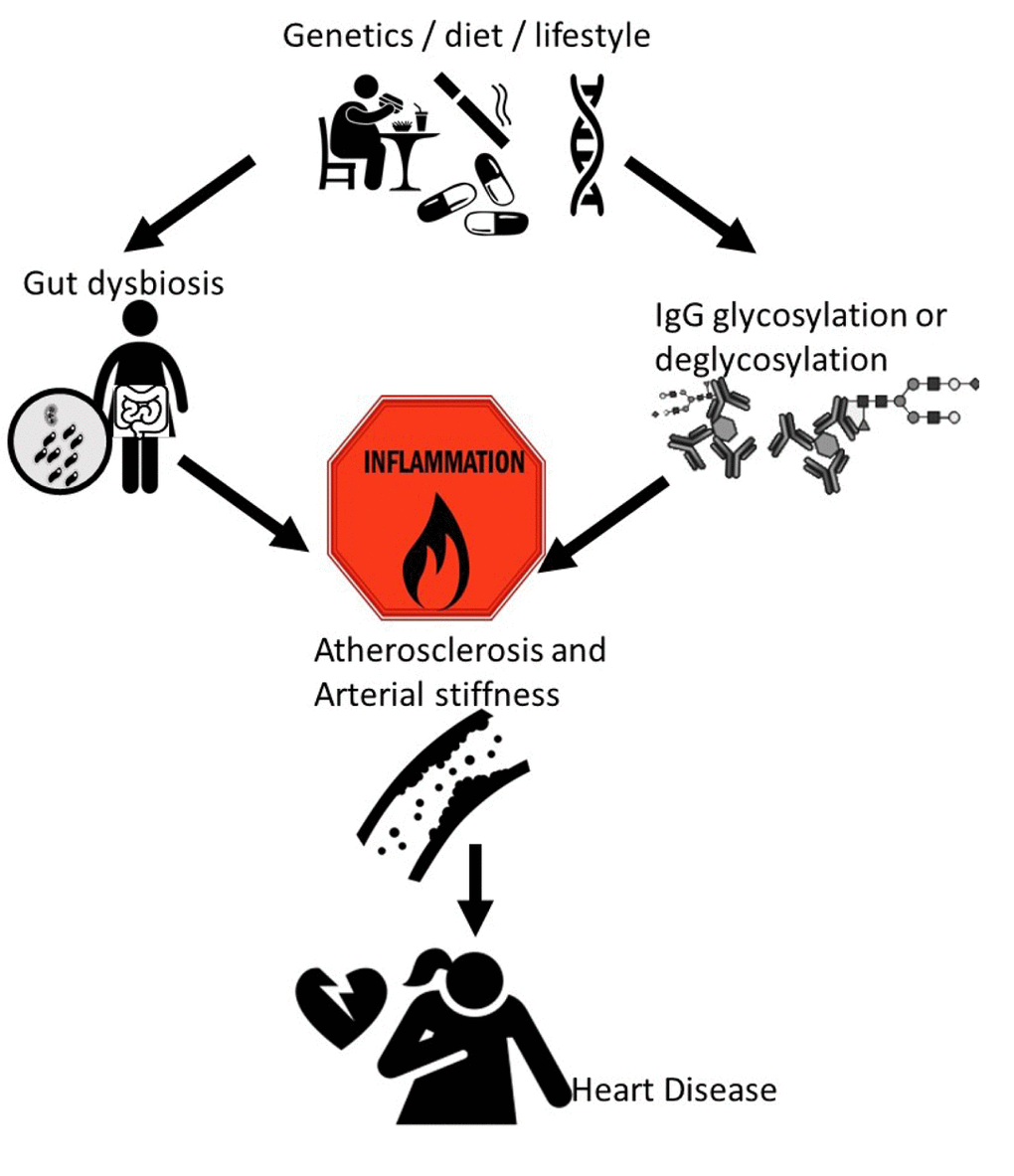 Our recent work linking inflammatory markers and mediators to subclinical atherosclerosis and arterial stiffness, both of which are early stages of heart disease.