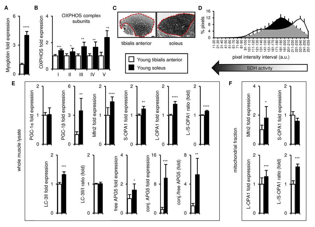 Oxidative muscles have better mitochondrial homeostasis than
