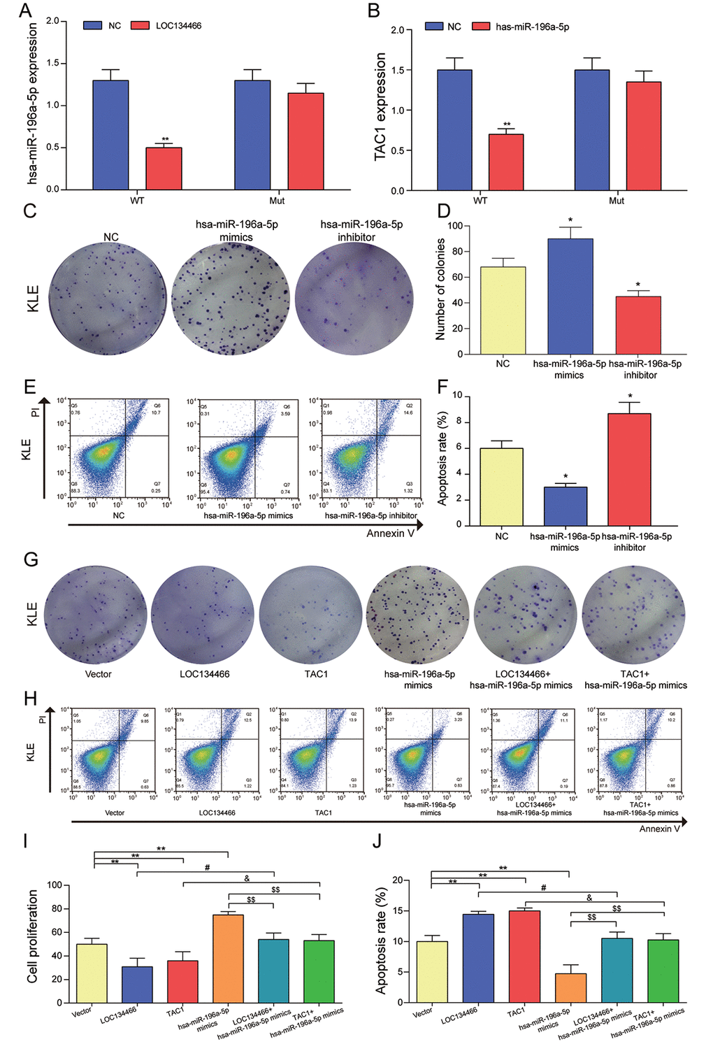 The relationship among LOC134466, hsa-miR-196a-5p and TAC1, and the effects of hsa-miR-196a-5p on cell proliferation and apoptosis. (A) The effect of LOC134466 on hsa-miR-196a-5p expression was determined by dual-luciferase reporter gene assay. (B) The effects of hsa-miR-196a-5p on TAC1 expression was determined by dual-luciferase reporter gene assay. (C-D) The effects of hsa-miR-196a-5p on cell proliferation were assessed by colony formation assay. (E-F) The effects of hsa-miR-196a-5p on cell apoptosis was assessed by Annexin V/PI double staining and apoptosis rates were calculated. (G) The effect of LOC134466/hsa-mir-196a-5p/TAC1 axis on EC was analyzed by plate clone formation assay. (H-J) The roles of LOC134466/hsa-miR-196a-5p/TAC1 axis on cell apoptosis and cell proliferation were determined by Annexin V/PI double staining and colony formation assay respectively. *PPPLOC134466 group, &PTAC1 group, $$P