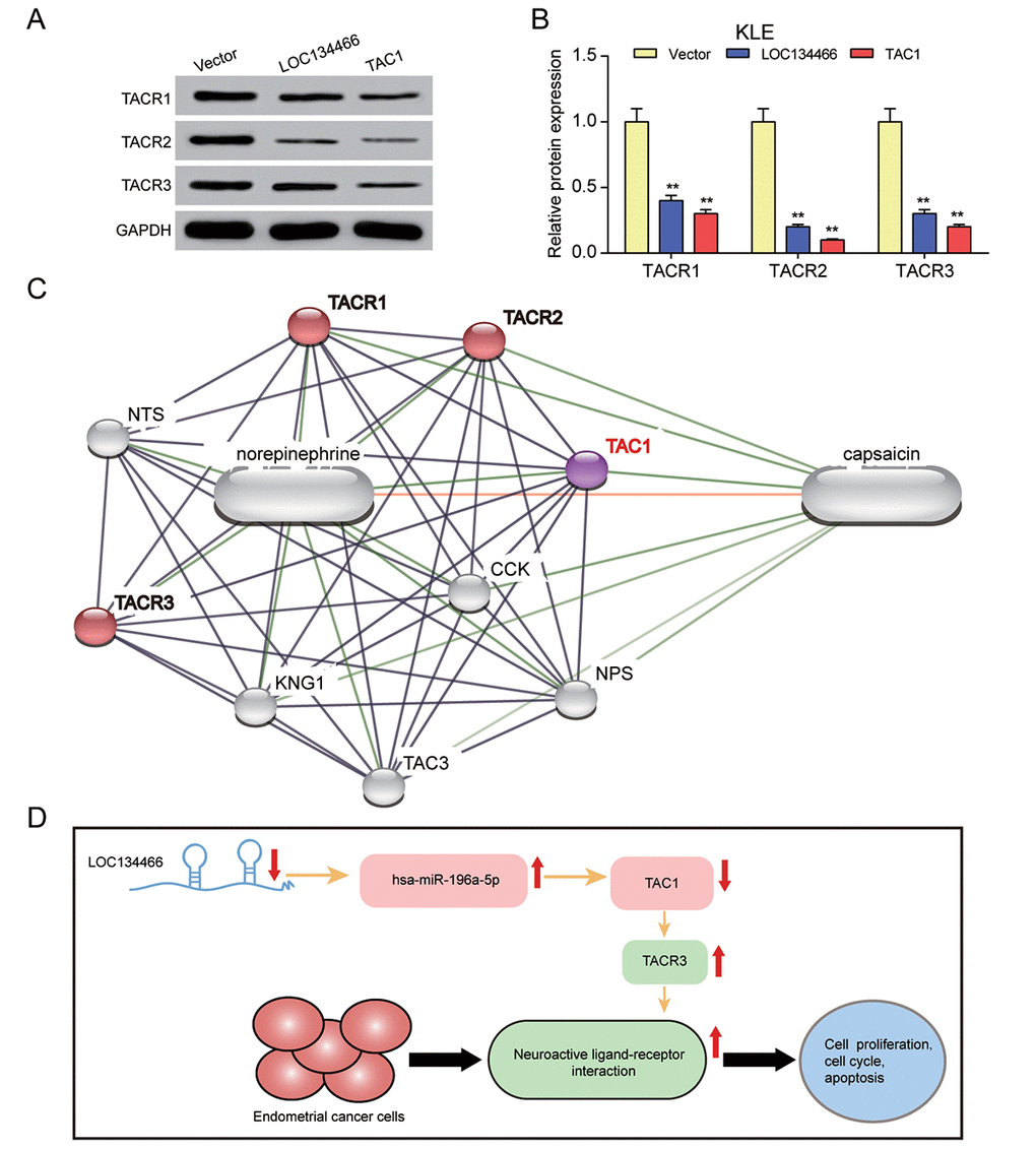 LOC134466/hsa-miR-196a-5p/TAC1 axis affected EC carcinogenesis through neuroactive ligand-receptor interaction. (A-B) The effects of LOC134466 or TAC1 overexpression on TACR1, TACR2 and TACR3 expression were determined by western blot. Protein expression was normalized to that of GADPH. (C) The TAC1 network was generated by Stich website. The neuroactive ligand-receptor interaction was marked red. (D) A model of LOC134466/hsa-miR-196a-5p/TAC1 axis action on EC development. ** P