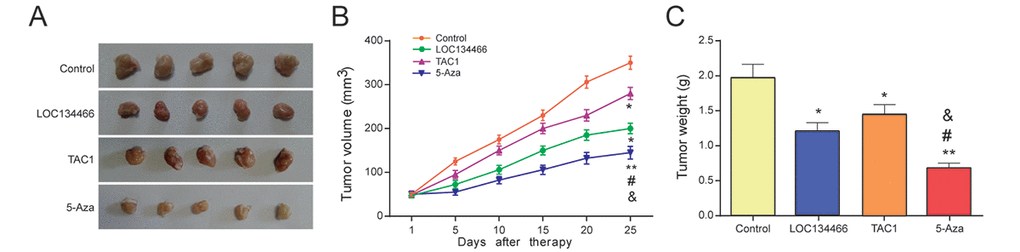 LOC134466 and TAC1 suppressed tumor growth in vivo. (A-C) Tumor growth was assessed by tumor volume and tumor weight. Five-week nude mice were injected with KLE cells (1× 106/200 μl PBS) subcutaneously. * PPPLOC134466 group, &PTAC1 group.