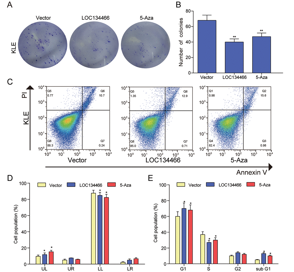 LOC134466 demethylation inhibited KLE cells proliferation, arrested the cell cycle at the G1 phase, and accelerated cell apoptosis. (A-B) Cell proliferation was assessed by Colony formation assay and proliferation was indicated by number of colonies. (C-D) Cell apoptosis was determined by Annexin V/PI double staining and percentages of cells in each phase (LL, viable; LR, early apoptotic; UL and UR, late apoptotic/necrotic cell) were calculated. (E) Relative cell numbers in each cell-cycle phase (G1, S, G2, and subG1) were determined by flow cytometer. *PP