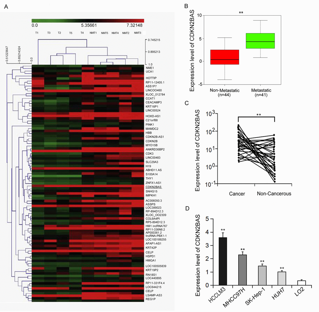 CDKN2BAS is associated with HCC metastasis. (A) Expression profiles of LncRNA and mRNA from two groups of HCC tissue samples; (B) The expression of CDKN2BAS in metastatic and non-metastatic HCC tissues; (C) The expression of CDKN2BAS in cancer and paired adjacent non-cancer tissues of the metastatic group; (D) The expression of CDKN2BAS in human HCC cell lines. **P 
