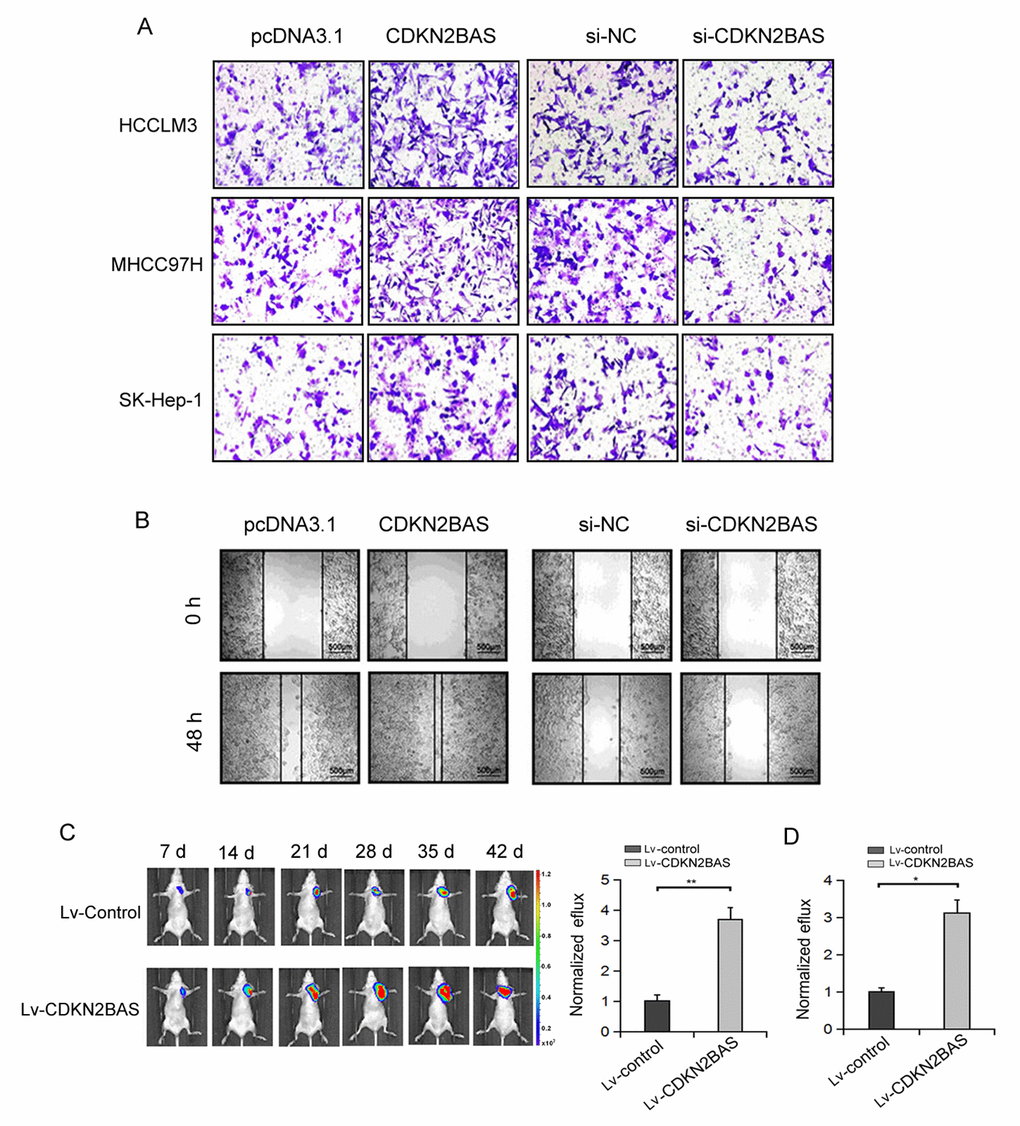 The effect of CDKN2BAS on HCC cell migration in vitro and in vivo. (A) The effect of CDKN2BAS on HCC cell migration was detected by Transwell migration assay; (B) The effect of overexpression or silencing of CDKN2BAS on HCCLM3 cell migration was detected by Scratch assay; (C) CDKN2BAS promoted the metastasis of HCCLM3 cells in nude mice. Left panel: representative images of lung metastasis were captured by bioluminescence imaging. Right panel: Luciferase signal intensities of nude mice 6 week after injection with HCCLM6/CDKN2BAS cells or control cells. (D) CDKN2BAS promoted the metastasis of MHCC97H cells in nude mice. Luciferase signal intensities of nude mice 6 week after injection with MHCC97H/CDKN2BAS cells or control cells. *P P 