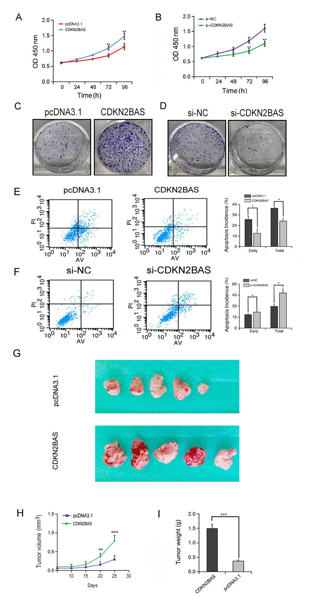 The effect of CDKN2BAS on HCC cell growth in vitro and in vivo. (A-B) The effect of overexpression or knockdown of CDKN2BAS on the growth of HCCLM3 cells was detected by MTT assay; (C-D) The effect of overexpression or knockdown of CDKN2BAS on the colony formation of HCCLM3 cells was detected by colony formation assay; (E-F) The effect of CDKN2BAS on EPI-induced apoptosis in HCCLM3 cells was detected by flow cytometry; (G) Tumor xenograft model in nude mice. CDKN2BAS-transfected HCCLM3 cells and control cells were inoculated to the right side of nude mice. (H-I) The tumor volume and tumor weight were analyzed. *P P P 