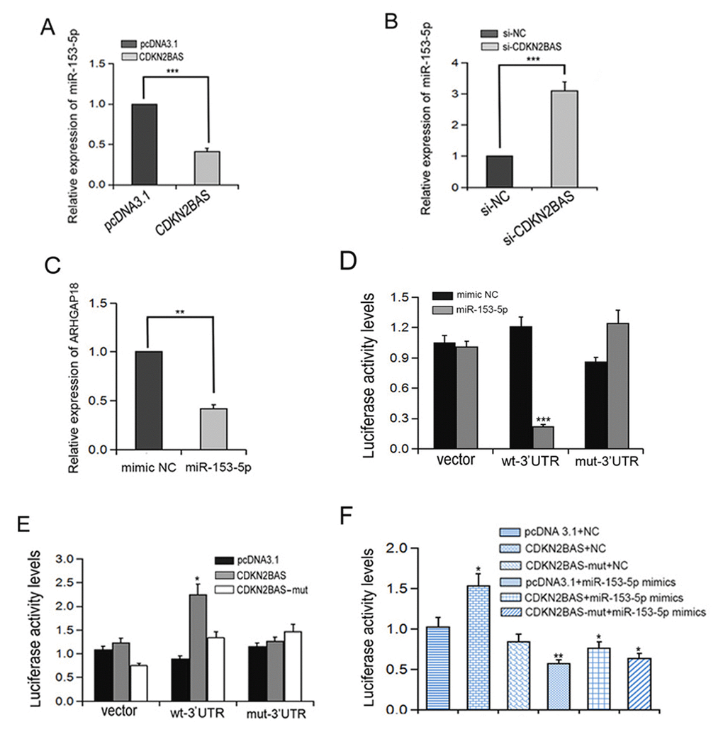 Interaction between CDKN2BAS and miR-153-5p regulates the expression of ARHGAP18. (A-B) The relative expression of miR-153-5p was detected by qRT-PCR after CDKN2BAS overexpression or knockdown; (C) The expression of ARHGAP18 was detected by qRT-PCR after miR-153-5p treatment; (D-F) Luciferase activity was detected in HCCLM3 cells. *P P P 