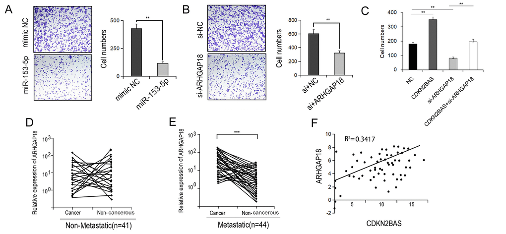 ARHGAP18 promotes the metastatic phenotype of HCC. (A-B) Transwell migration assay was performed in the miR-153-5p-transfected or ARHGAP18-silencing HCCLM3 cells. (C) Transwell migration assay was carried out in CDKN2BAS-overexpressing cells after ARHGAP18 knockdown. (D) The expression of ARHGAP18 in cancer tissues and paired adjacent non-cancer tissues in the non-metastatic group was determined; (E) The expression of ARHGAP18 in cancer tissues and paired adjacent non-cancer tissues in the metastatic group was determined; (F) The correlation between CDKN2BAS transcript and ARHGAP18 mRNA was analyzed in 44 metastatic HCC tissues.