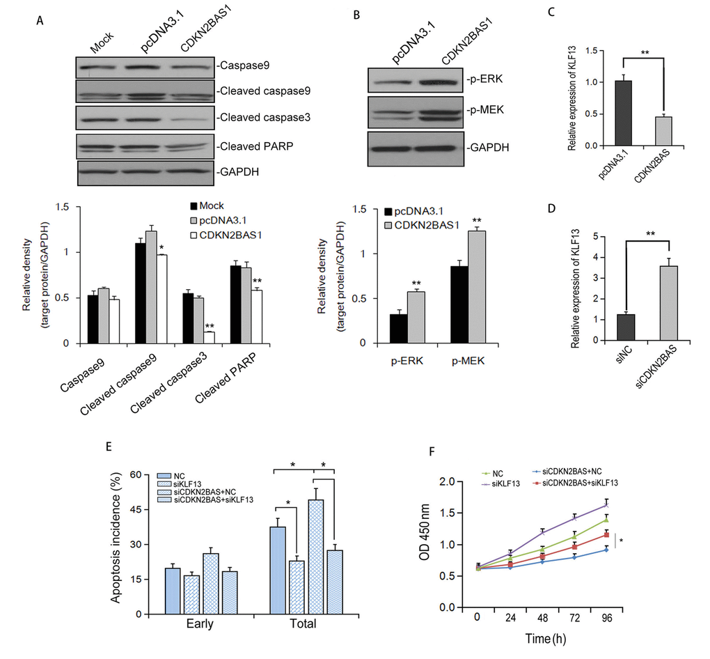 CDKN2BAS down-regulates KLF13 expression and inhibits EPI-induced apoptosis. (A) The expression of caspases and cleaved PARP after EPI treatment was detected by Western blot; (B) The effect of CDKN2BAS overexpression on the phosphorylation of ERK and MEK in HCCLM3 cells was detected by Western blot; (C-D) The effect of CDKN2BAS overexpression or knockdown on KLF13 mRNA expression was detected by qRT-PCR; (E) EPI–induced apoptosis was detected by flow cytometry in HCCLM3 cells transfected with CDKN2BAS siRNA and/or KLF13 siRNA; (F) Cell proliferation of HCCLM3 cells was detected by MTT after siRNA transfection.