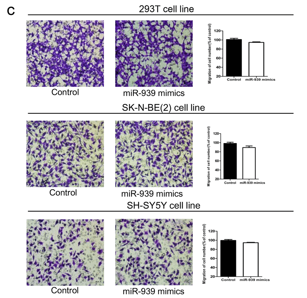 Mir-939 was upregulated in HSCR tissues and cytobiology change after treating cells with its mimics. (A) Mir-939 was significantly overexpressed in HSCR (n=80) tissues compared with control samples (n=80). Human 293T, SK-N-BE(2), SH-SY5Y cell lines were transfected with miR-939 mimics, upregulated mir-939 suppressed cell proliferation indicated by the CCK-8 assay (B) without impact on cell migration (C), cell cycle (D) and cell apoptosis (E). *indicates significant difference compared with control group, P