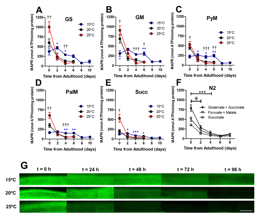 Loss of mitochondrial function was an early event in ageing C. elegans. (A-E) At 2 d, the absolute difference between MAPR at 15°C, 20°C, and 25°C is greatly reduced versus 0d in animals with GFP-labelled mitochondria, with a range of respiratory substrates. At 2 d, 25°C was not significantly greater than 15°C or 20°C with any respiratory substrate (P >0.05). There was a significant reduction in MAPR over time (P0.05). This same loss of MAPR was observed in wild-type C. elegans at 20°C (GS 0 vs. 2 d, P G) Assessment of mitochondrial membrane potential using JC-10 shows that mitochondrial membrane potential is preserved at 15°C (> 96h) whereas at 25°C, mitochondrial membrane potential is lost early in the lifespan (24-48h). Scale bar represents 25 μm.