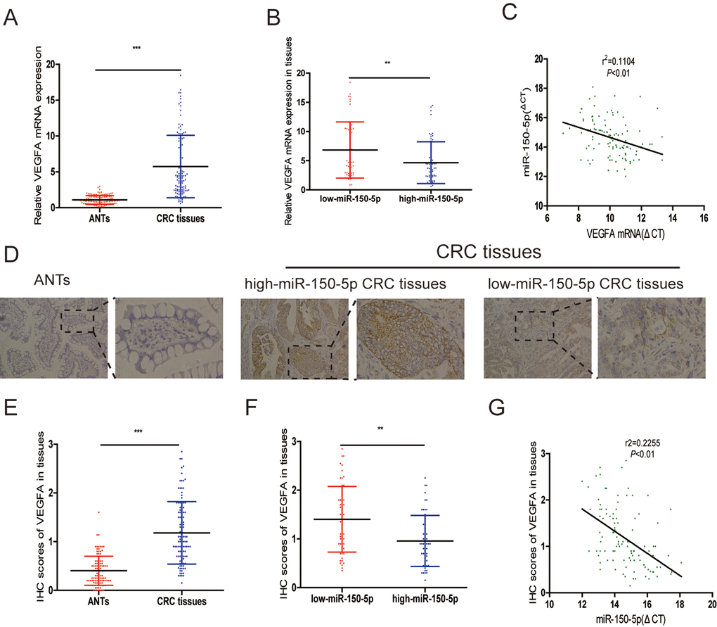 VEGFA was reversely correlated with miR-150-5p in CRC tissues. (A) qRT-PCR analysis of VEGFA mRNA expression in CRC tissues and matched adjacent normal tissues. (B) Scatterplots of the average VEGFA mRNA expression in patients with low or high expression of miR-150-5p in CRC tissues. (C) The correlation between miR-150-5p levels and VEGFA mRNA levels. (D) Representative images of IHC in adjacent normal tissues, low or high miR-150-5p CRC tissues. (E) The statistical graph showed that the IHC score of VEGFA in CRC tissues was significantly higher than in matched adjacent normal tissues. (F) Scatterplots of the average staining scores for VEGFA expression in patients with low or high expression of miR-150-5p. G. The correlation between miR-150-5p levels and VEGFA protein levels. Data were shown as the mean±SD. **p p