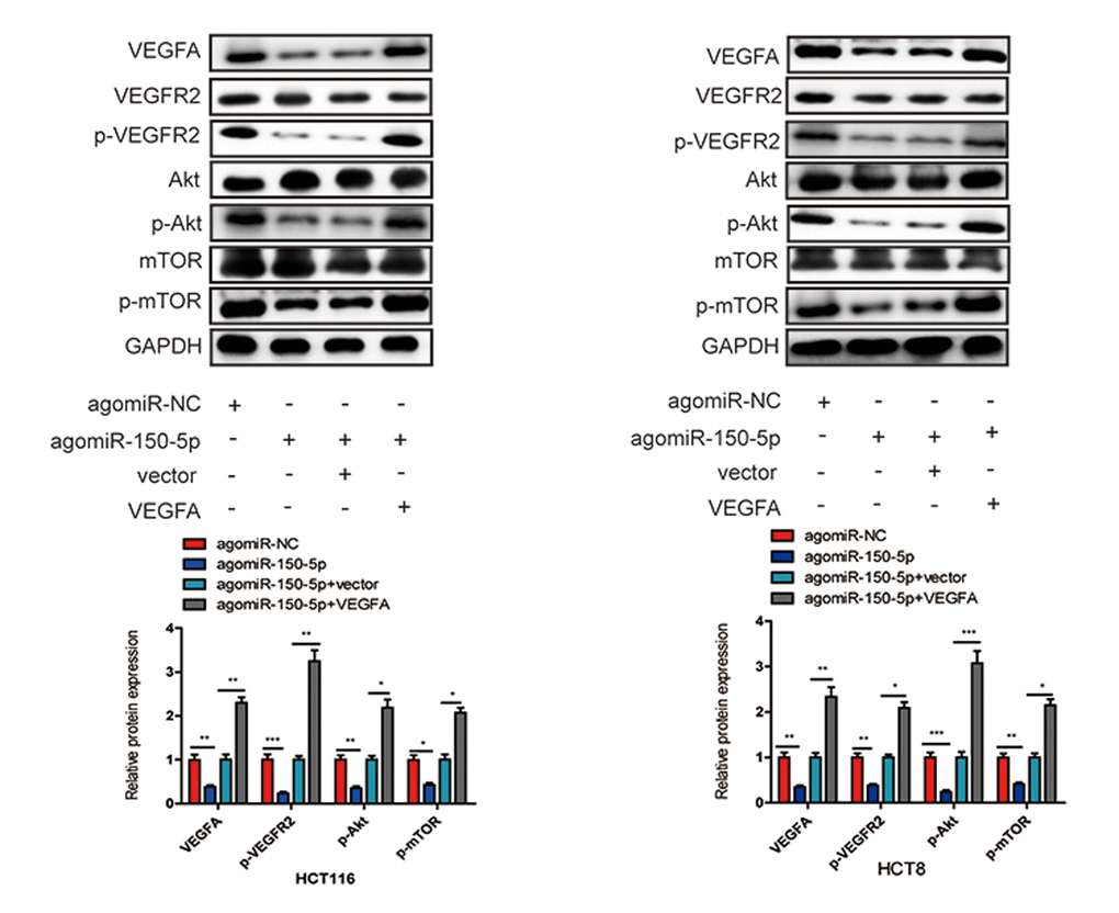 miR-150-5p inhibited VEGFA/VEGFR2/Akt/mTOR signaling pathway in CRC. Western blot was used to measure the expression of VEGFA, VEGFR2, p-VEGFR2, Akt, p-Akt, mTOR, p-mTOR in transfected HCT116 and HCT8 cells. GAPDH was used as a loading control. Data are shown as the mean±SD of three independent experiments. *ppp