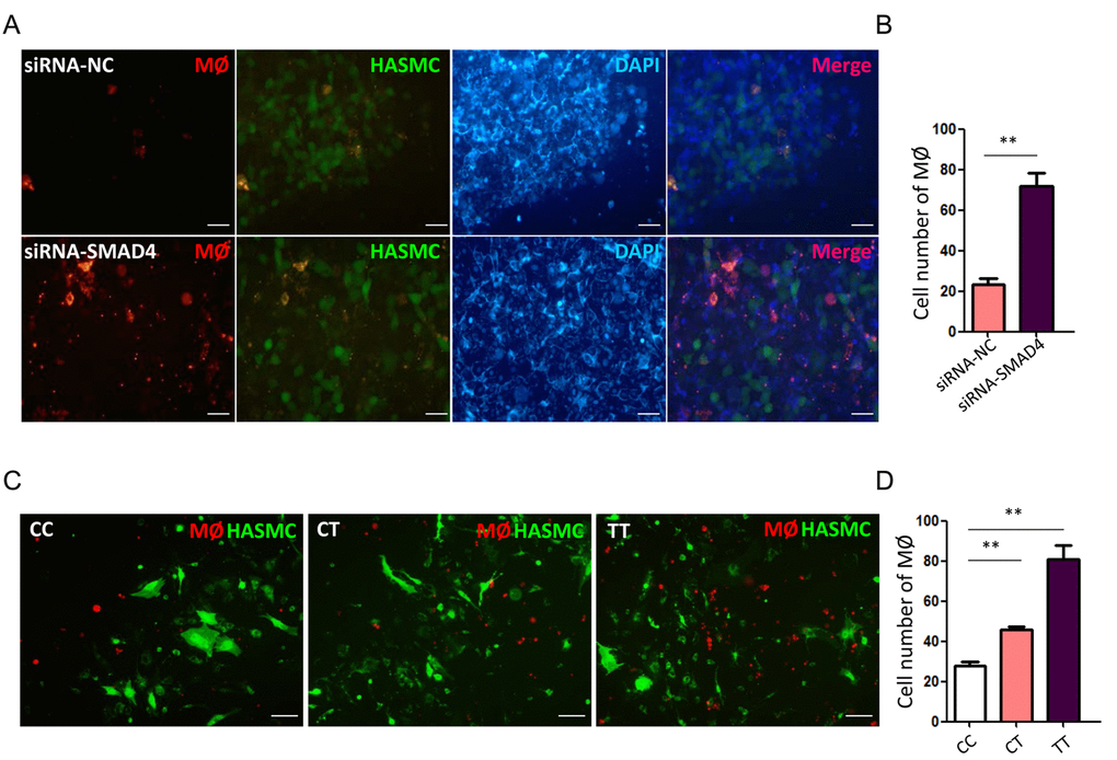 rs12455792 C>T variant promote the chemotaxis of MØ to HASMCs. (A) Representative fluorescence images of MØ migrating to HASMCs transfected with siRNA-NC or siRNA-SMAD4 in transwell assay. (B) The quantitative analysis of MØ cell numbers in different groups, n=5/group. (C) Representative fluorescence images of MØ migrating to HASMCs carrying rs12455792 CC, CT or TT genotypes in transwell assay. (D) The quantitative analysis of MØ cell numbers in different groups, n=5/group. Red: Dil-prestained MØ; Green: Dio-prestained HASMCs; Blue: DAPI. Data are means ± SD. **P