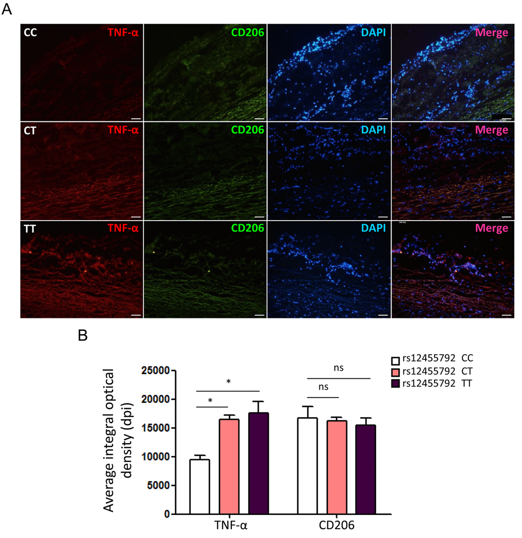 rs12455792 C>T variant enhances TNF-α but not CD206 expression in human thoracic aorta specimens. (A) Immunofluorescence staining for TNF-α and CD206 in specimens from thoracic aortic aneurysm patients with rs12455792 CC, CT or TT genotypes. Red: TNF-α; Green: CD206; Blue: DAPI. (B) The plot of average integral optical density for TNF-α and CD206 expression in different groups, n=8/group. Data are means ± SD. *PP
