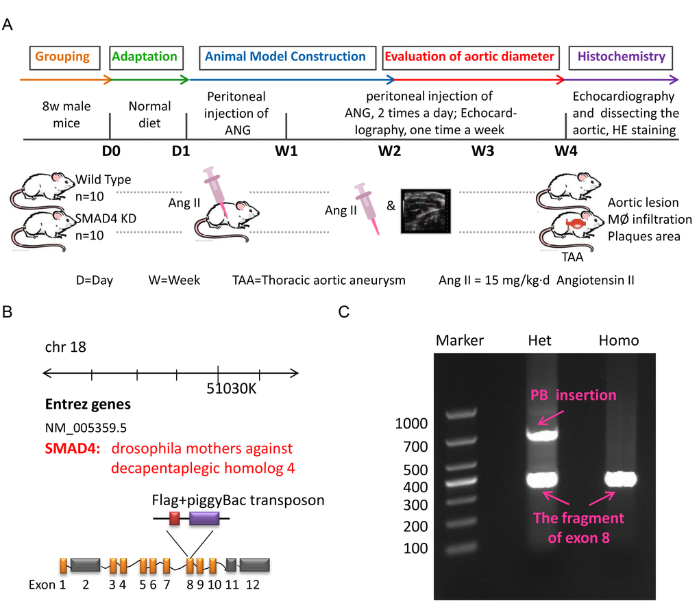 The construction of TAA animal model. (A) The flow diagram of modeling process for TAA mouse in Wild Type and SMAD4 KD group; (B) The schematic diagram for generation of SMAD4 KD mice; (C) The DNA electrophoretogram of identification for Wild Type mice and SMAD4 KD mice.