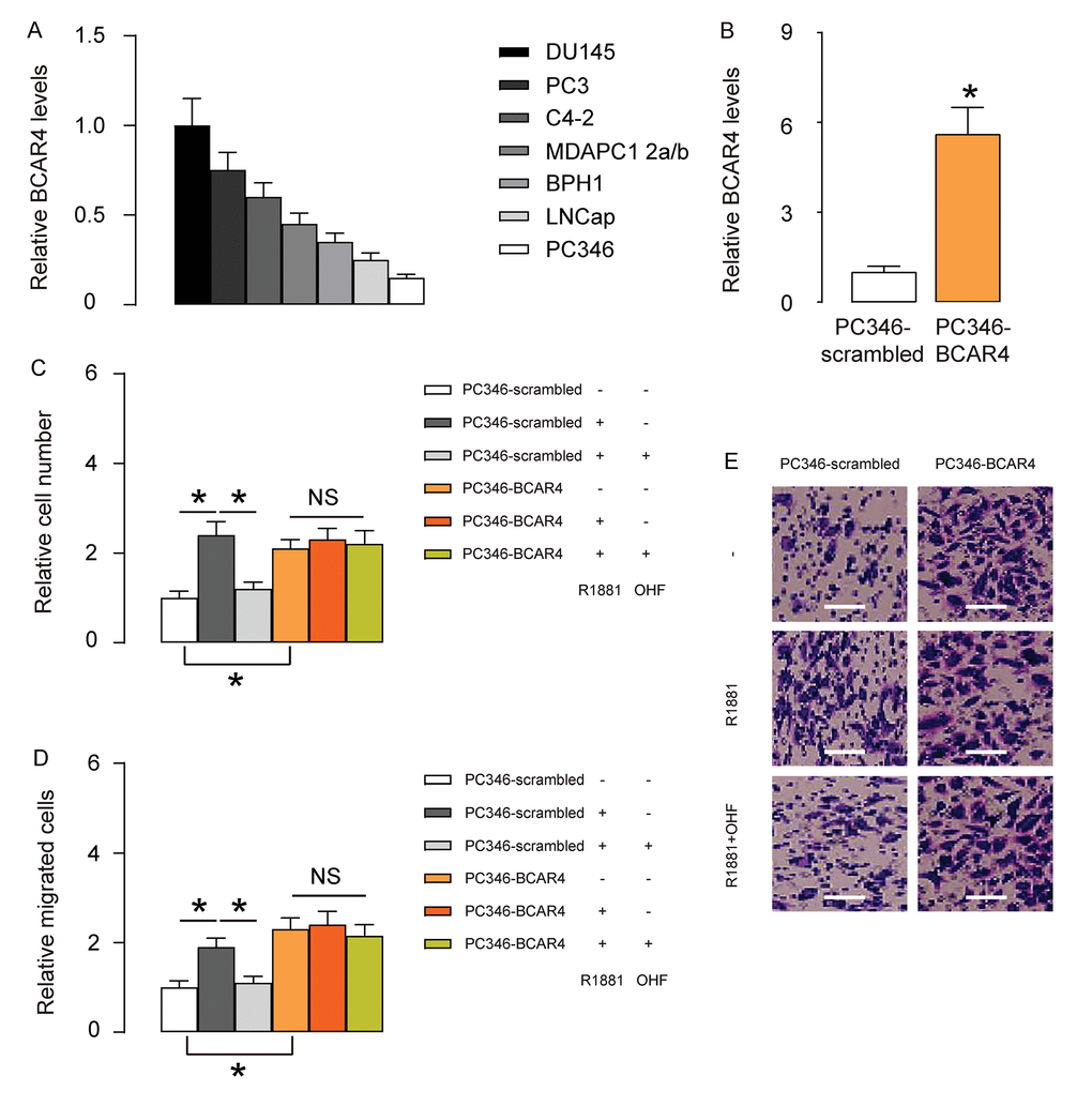 BCAR4 increases androgen-independent PC cell growth and migration in vitro. (A) RT-qPCR for BCAR4 in 7 commonly used PC cell lines. Androgen receptor (AR)- expressing PC346 expressed the least level of BCAR4, while AR-null DU145 expressed the highest level of BCAR4. (B) We overexpressed BCAR4 in PC346 cells, and examined BCAR4 levels by RT-qPCR. (C-E) BCAR4-transfected cells and control scrambled-transfected cells were treated with null, or R1881, a recombinant androgen, with/without an androgen antagonist OH-flutamide (OHF). (C) Cell growth was examined in an CCK-8 assay. (D-E) Cell migration potential was assessed in a transwell assay, shown by quantification (D), and by representative images (E). *p