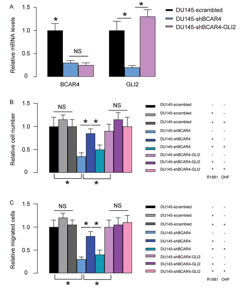Overexpression of GLI2 abolishes the effects of shBCAR4 on growth and migration of DU145 cells. (A) We overexpressed GLI2 in shBCAR4-transfected DU145 cells and did RT-qPCR for BCAR4 and GLI2. Transfection with GLI2 significantly increased GLI2 but did not alter BCAR4 levels. (B-C) These cells (GLI2 and shBCAR4-transfected cells, shBCAR4-transfected cells and control scrambled-transfected cells) were treated with null, R1881, with/without OHF. (B) Cell growth was examined in an CCK-8 assay (C) Cell migration potential was assessed in a transwell assay. *p