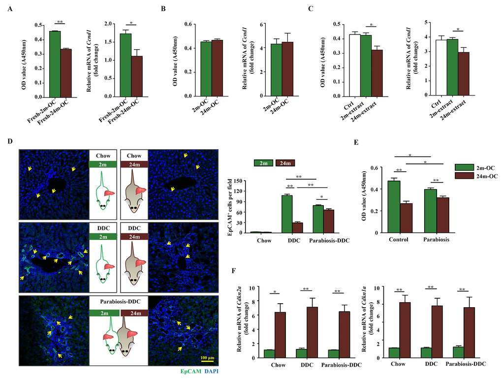 The altered microenvironment in aged mice affects the activation of OCs. Young (2m) and aged (24m) mice were fed with DDC diet for 3 weeks. (A) Freshly isolated OCs from young (Fresh-2m-OC) and aged (Fresh-24m-OC) DDC-fed mice were cultured on type I collagen coated 96-well plates, 3 days later, CCK-8 test was performed (left panel, n=6, ** p Ccnd1 in 2m-OC and 24m-OC (right panel, n=6, * p B) Freshly isolated OCs were passaged for 6 times, then CCK-8 test (left panel, n=6) and quantitative Real-time PCR analysis of Ccnd1 (right panel, n=6) were performed. (C) Freshly isolated OCs were passaged for 6 times, then were cultured in normal medium (Ctrl), with liver extract from young mice (2m-extract) and with liver extract from aged mice (24m-extract). CCK-8 test (left panel, n=6, * p Ccnd1 (right panel, n=6, * p D) Young and aged mice were joined in parabiotic pairs for 3 weeks with DDC diet. Immunofluorescence staining for EpCAM+ cells (green) was performed. Quantification of EpCAM+ cells was shown (n=6, * p E) CCK-8 test was performed in the OCs freshly isolated from the parabiotic pair (Parabiosis) or individuals as controls (Control) (n=6, * p F) Young and aged mice were joined in parabiotic pairs and kept for 3 weeks under DDC diet. The transcript levels of Cdkn2a, and Cdkn1a in the liver tissues were measured by quantitative real-time PCR (n=5, * p 