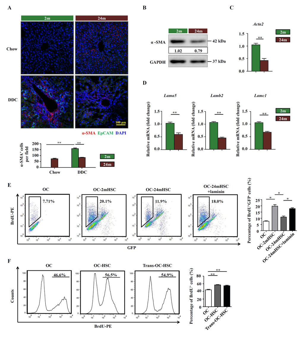 HSCs participate in the remodeling of OC niche by producing laminin. (A) Immunofluorescence staining for α-SMA+ (red) and EpCAM+ (green) cells in DDC-fed (DDC) versus chow controls (Chow) of young (2m) and aged (24m) mice. Quantification of α-SMA+ cells was shown (n=6, ** p B) Western blot analysis of α-SMA in HSCs freshly isolated from young (2m) and aged (24m) mice with DDC diet. (C) Quantitative Real-time PCR analysis of Acta2 in HSCs freshly isolated from young (2m) and aged (24m) mice with DDC diet (n=6, ** p D) Quantitative Real-time PCR analysis of different laminin isotypes in HSCs freshly isolated from young and aged mice with DDC diet (n=6, ** p E) BrdU analysis of OCs co-cultured with primarily isolated HSCs from young (OC-2mHSC) and aged (OC-24mHSC) GFP transgenic mice while in one group laminin was added (OC-24mHSC+laminin) (n=4, * p F) BrdU analysis of OCs co-cultured with HSCs in a cell-cell contact manner (OC-HSC) or with a transwell system (trans-OC-HSC) (n=5, ** p 