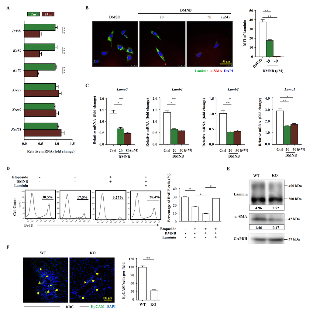 The OC-supporting function of HSCs relies on DNA-PK pathway. (A) Quantitative Real-time PCR analysis of HR and NEHJ components in HSCs freshly isolated from young (2m) and aged (24m) mice with DDC diet (n=4, *** p B) The expression of α-SMA (red) and laminin (green) in etoposide (0.1 μM) and DMNB treated JS1 cells was detected by confocal. MFI of laminin was quantified (n=5, ** p C) Quantitative Real-time PCR showed that the expression of laminin isoforms in etoposide (0.1 μM) and DMNB treated JS1 cells (n=6, * p D) Proliferation of OCs co-cultured with JS1 cells pretreated with etoposide, DMNB or laminin was compared by BrdU analysis. BrdU+ cell percentage was quantified (n=4, * p E) Western blot analysis of indicated proteins in HSCs isolated from wild type (WT) and Ku80 knockout (KO) mice fed with DDC. (F) Immunofluorescence staining for EpCAM+ cells (green) in DDC-fed wild type (WT) versus Ku80 knockout mice (KO). Quantification of EpCAM+ cells was shown (n=5, ** p 