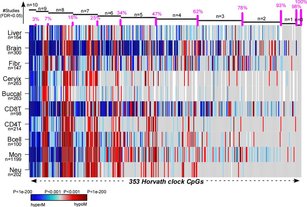 Pan-tissue analysis of Horvath’s clock CpGs. Heatmap displays the signed P-values of the 353 Horvath Clock CpGs across 10 independent cell or tissue-types, where the P-values derive from a linear model of DNAm against age plus additional confounders as covariates. Blue denotes highly significantly age-associated hypermethylation (hyperM), red denotes highly significant hypomethylation (hypoM). The 353 clock CpGs have been ranked according to the number of cell/tissue types where they are age-DMPs (using FDR