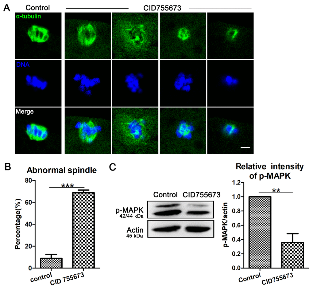 Effects of PKD inhibition on meiotic spindle configurations and chromosome alignment. (A) Representative images of spindle (green) morphologies and chromosome (blue) alignment in the oocytes from control and CID755673 treatment groups. It showed a typical barrel-shaped spindles and well aligned chromosomes in control oocytes; while, unfocused or tripolar poles spindles with agglutinative/scattered chromosomes were successively showed in PKD inhibition groups. Green,α-tubulin; blue, DNA; Bar = 5 μm. (B) The percentage of spindle/chromosome defects were recorded in control and CID755673-treated oocytes. (C) Protein levels of p-MAPK in control and CID755673 treatment oocytes were determined by western blotting. Data are presented as mean ± s.d. from at least three independent experiments. **, significant difference (P P 