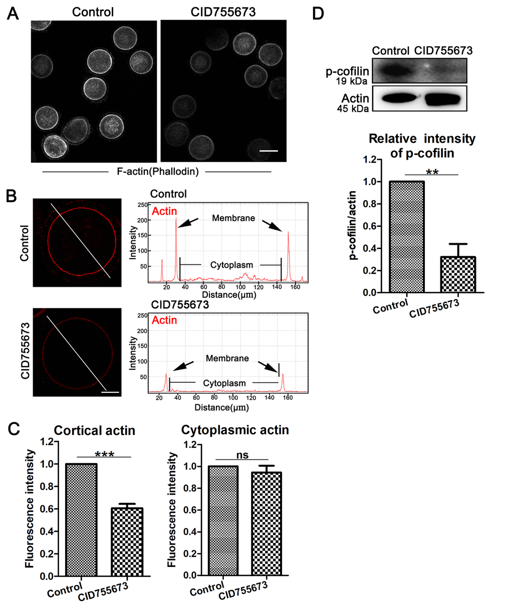 Effects of PKD inhibition on cortical actin assembly and p-cofilin expression during meiosis. (A) Representative images of actin distribution in the control and CID755673 treatment groups. White, actin, bar = 100 µm. (B) Fluorescence intensity profiling of actin in the left graphs. Lines in the same direction were drawn through the oocytes, and actin intensities were quantified along these lines. The black arrow in right graphs indicated actin intensity in membrane of oocyte. ZEN Blue Lite software was chosen to perform the analysis. Red, actin, bar = 30 μm. (C) Quantification immunofluorescence intensity levels of actin at the cortex and in the cytoplasm in the control and CID755673 treatment oocytes. Fluorescence intensities were analyzed using ImageJ software. (D) Protein levels of p-cofilin in control and CID755673 treatment oocytes were determined by western blotting. Data are presented as mean ± s.d. from at least three independent experiments. **, significant difference (P P 