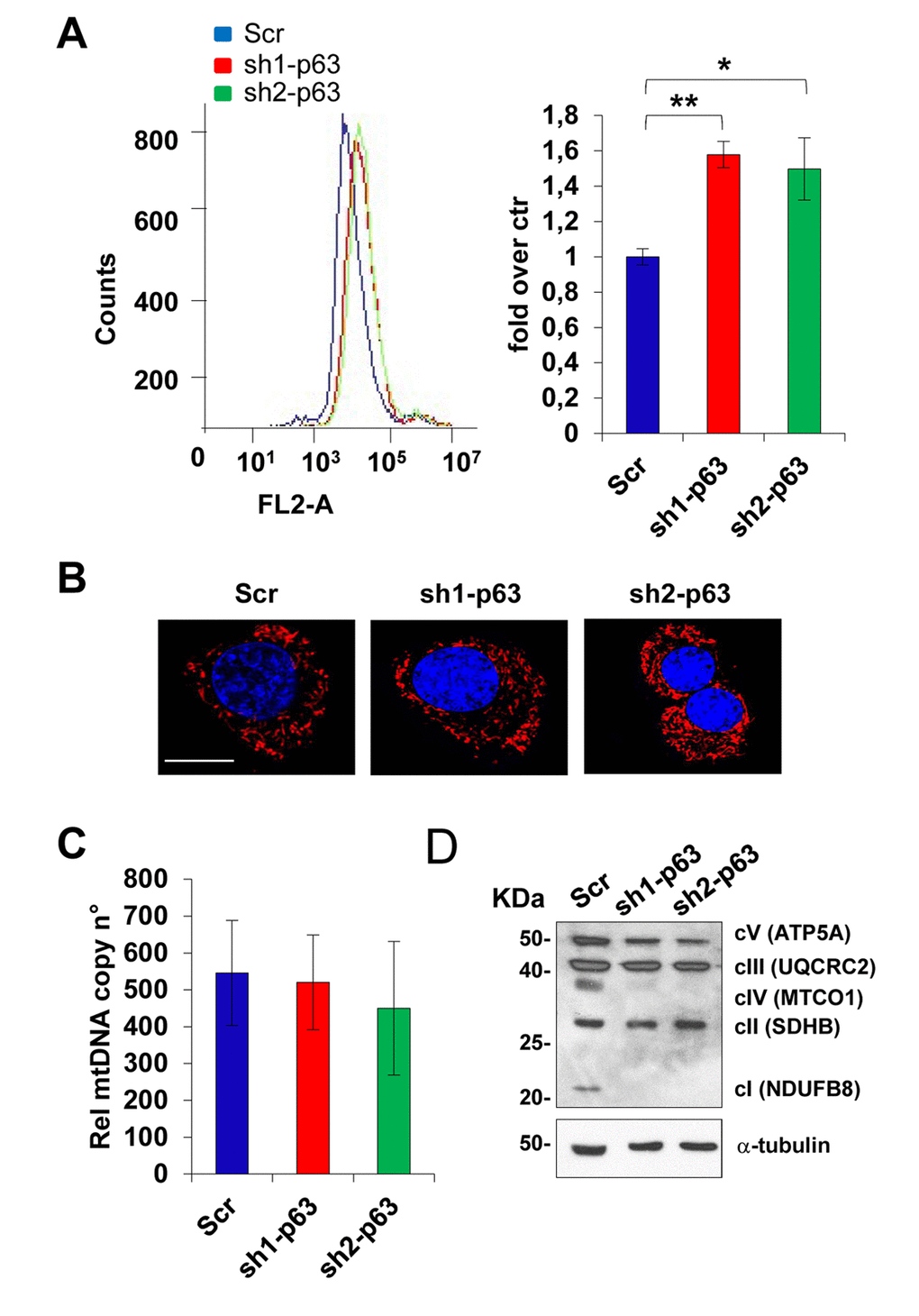 TAp63 knock-down affect mitochondrial functions. (A) Mitosox Red analysis by flow cytometry in C2C7 Scr, Sh1 and Sh2 clones to assay mitochondrial superoxide anion levels. One of three independent experiments is shown (left). Quantification of fluorescence intensity is shown in the histogram (right). Data are shown as mean ± S.D. from three independent experiments. *pB) Mitotracker Red staining to detect mitochondrial content and shape. One representative experiment is shown. Magnification bar: 10μm. (C) qPCR relative to mitochondrial DNA copy number quantificated by the expression level of mitochondrial gene Nd5 and 12S related to expression of single copy gene Sdha. One from three independent experiments is shown. (D) OXPHOS antibody mixture was used to detect mitochondrial protein level by western blot in C2C7 scramble control (Scr), sh1- and sh2-p63 clones. One of three independent experiments is shown.