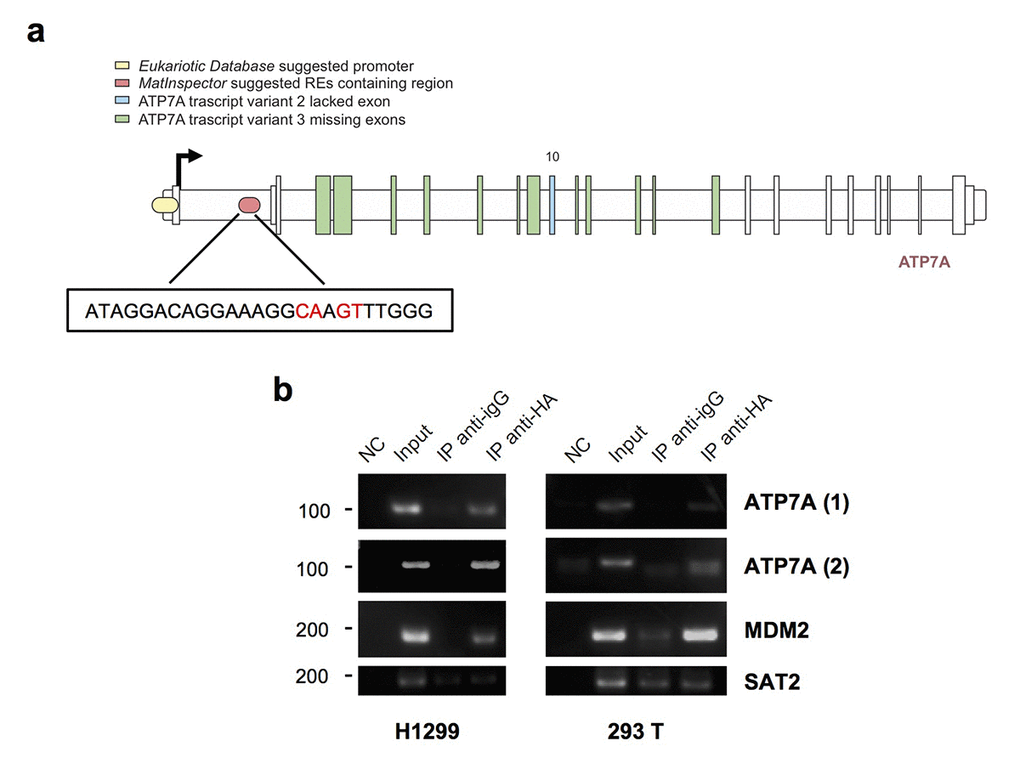 TAp73 physically binds ATP7A genomic areas. (a) Schematic map of the human ATP7A gene. MatInspector professional software suggested promoter region containing p53 family members-response elements is indicated in red; the insert shows the sequence of the p53 family member-RE chosen, the nearest to the TSS (ChrX: 77,961,553-77,962,65). In yellow ATP7A promoter region found on Eukaryotic Promoter Database by selecting a region from -1000 to 100 bp relative to TSS CAGEseq derived (ChrX: 77,909,608- 77,910,867) [Human Dec. 2013 (GRCh38/hg38)]. (b) A tagged TAp73 was overexpressed in H1299 and 293T cell lines for 24h. The sonicated chromatin was incubated with anti-HA or IgG antibodies. Immunoprecipitated DNA was amplified by PCR with ATP7A primers, one (ATP7A1) amplifying Eukaryotic Database suggested promoter, the other (ATP7A2) recognizing the p53-response element found on MatInspector. ChIP on MDM2 promoter was performed as a positive control, and ChIP on SAT2 promoter as a negative control. NC: PCR negative control. Figure shows a representative replicate of two independent experiments.