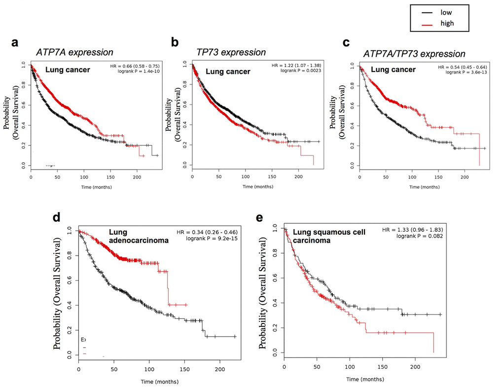 ATP7A expression affect lung cancer patient’s outcome. Overall survival analysis of lung cancer datasets (see Material and Methods for full list) relative to (a) Tp73 expression (232546